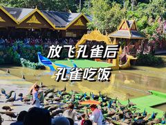 -西双版纳原始森林公园