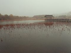 -溱湖国家湿地公园