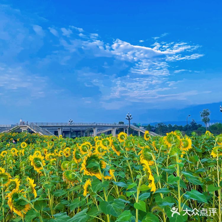 比姚明高的向日葵🌻花海