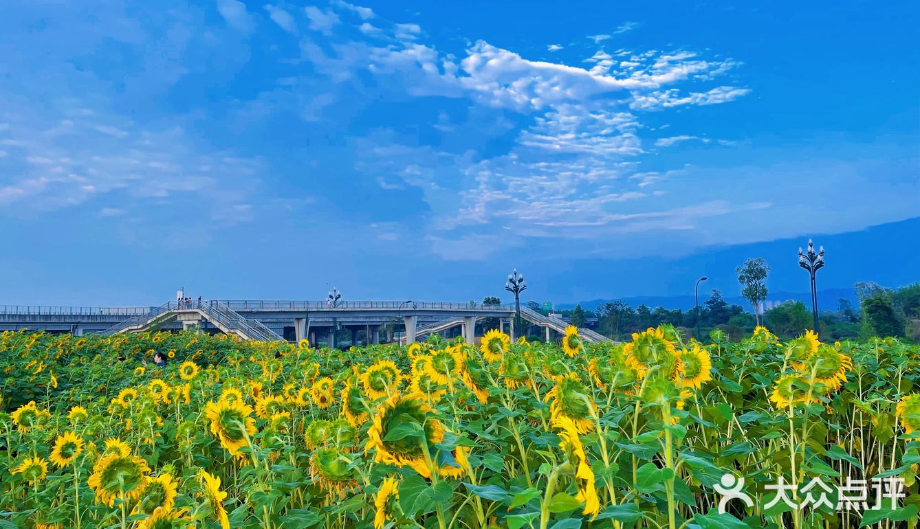 比姚明高的向日葵🌻花海