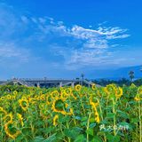 比姚明高的向日葵🌻花海