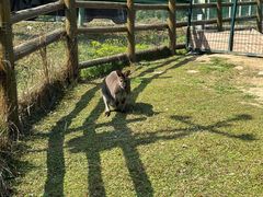 -苏州太湖西山岛开心农场