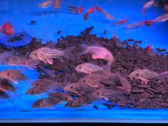 -华声天桥民俗文化园