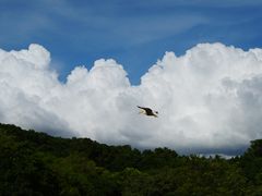 -深圳野生动物园