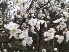 -杭州植物园