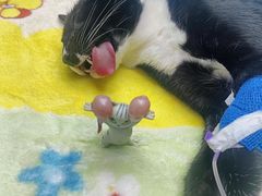 -博特宠物医院24h犬猫全科.骨科·异宠