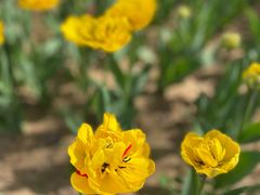 -北京国际鲜花港