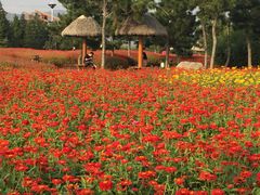 -羊亭河湿地公园