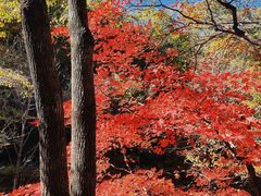 -关门山森林公园