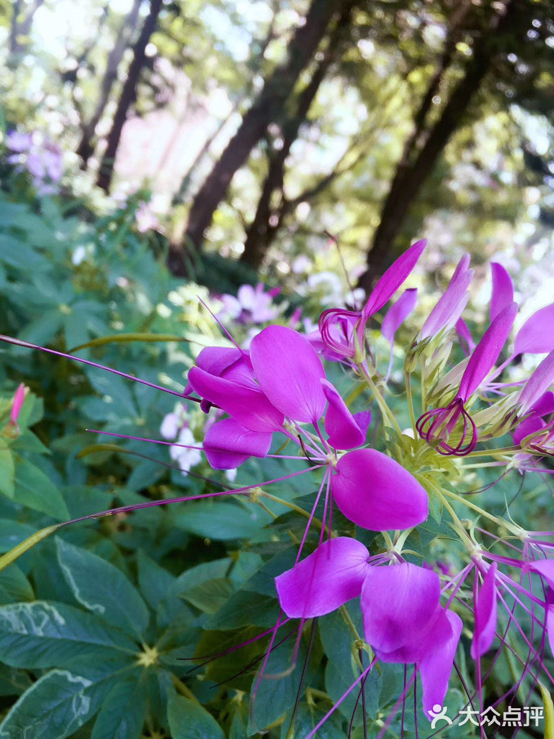 春日踏青 | 雕塑公园的美景