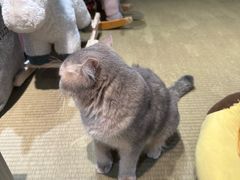 -逗柴咖啡屋·狗咖猫咖宠物桌游