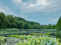 -昆山城市生态森林公园