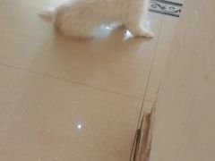 -宠颐生汉谟拉比宠物医院