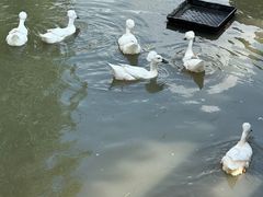 -鲜得来排骨年糕(豫园店)