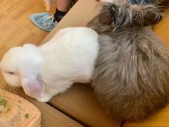 -猫猫幼稚园·撸猫·桌游·电玩