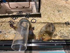 -zoonana室内动物园(东方福来德店)