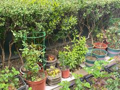 -随柳居·苏式小吃(建新巷店)