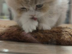 -屋虎猫馆(宝安大仟里店)