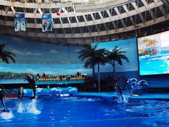 -海合安成都极地海洋公园