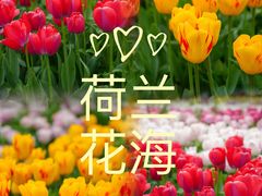 -荷兰花海