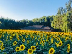 -长白岛森林公园