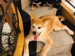 -喜柴咖啡·柴犬狗咖