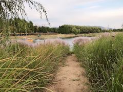 -羊亭河湿地公园