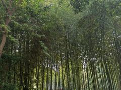 -西安大兴善寺