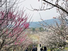 -香雪海