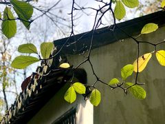 -秋霞圃