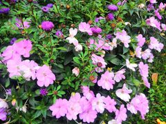 -深圳国际园林花卉博览园