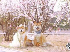 -超宠爱宠物摄影-Super pet