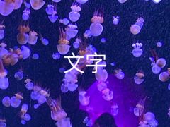 -合肥海洋世界