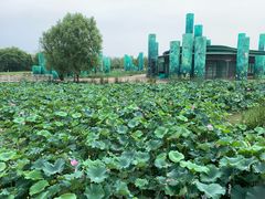 -西安浐灞国家湿地公园