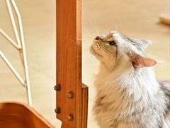 -猫咖时代(中山亭店)