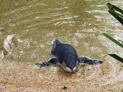 -费瑟代尔野生动物园