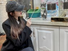 -糯米喵星人总部直营旗舰店·猫舍·幼猫出售