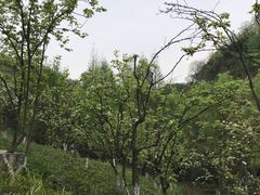 -都江堰中华大熊猫苑