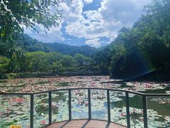 -西双版纳原始森林公园
