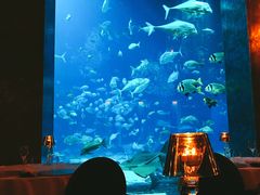 景观位-迪拜帆船酒店海底餐厅