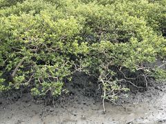 -北海金海湾红树林生态旅游区