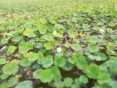-天津东丽湖风景区