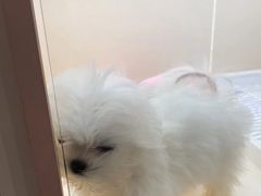 -翊宠yipet猫狗购宠庄园犬舍•猫舍