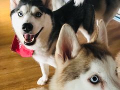 -Husky Go! 哈士奇体验馆·宠物咖啡厅狗咖