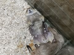 -龟与熊猫宠物公园(南坪店)
