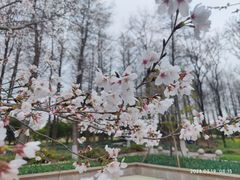 -顾村公园