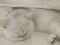 -共舞时光猫咖·狗咖(新街口店)