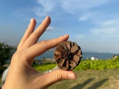 -小麦岛公园