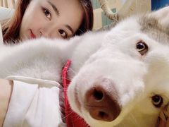 -Husky Go! 哈士奇体验馆·宠物咖啡厅狗咖