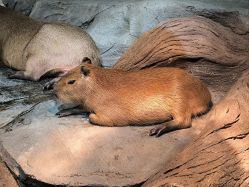 -Zoolung Zoolung动物主题公园(海信广场店)